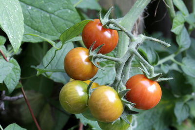 Close-up of tomatoes on plant