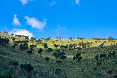 Panoramic shot of trees on landscape against blue sky