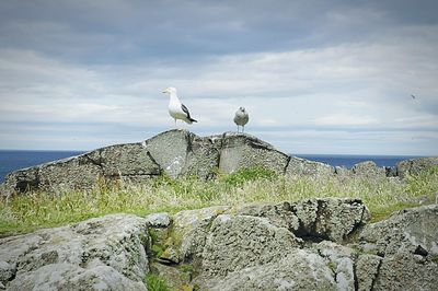 Birds flying over the sea