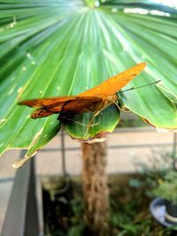 Close-up of insect on leaf