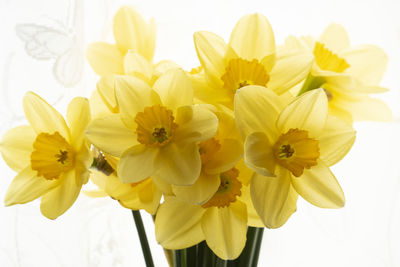 Close-up of yellow daffodil flowers