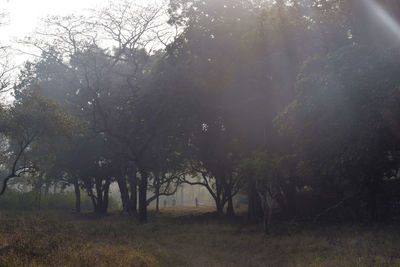 Trees on field against sky in forest