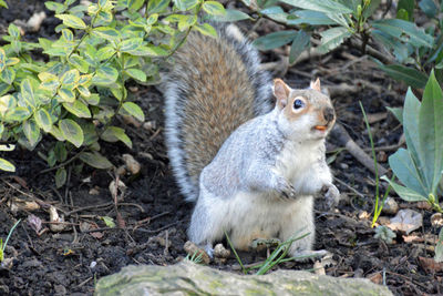 Squirrel on field