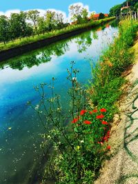 Reflection of trees in lake