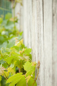 Close-up of fresh green plant