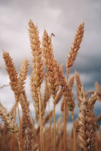 Close-up of stalks in field against sky