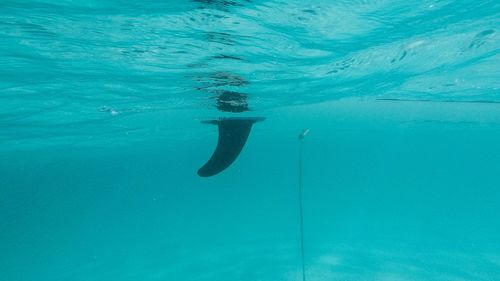 Cropped image of paddleboard undersea