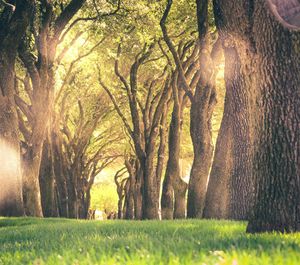 Trees in park