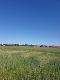 Scenic view of agricultural field against clear sky