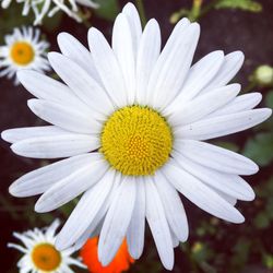 High angle close-up of daisy blooming at park