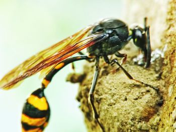 Close-up of insect on leaf