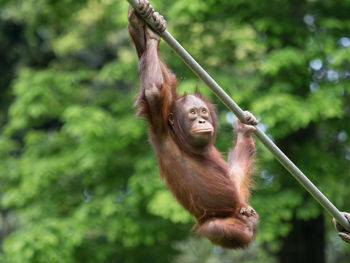 Monkey hanging on tree