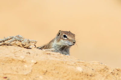 Close-up of squirrel