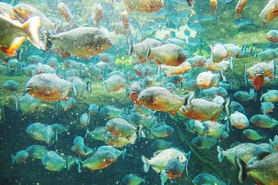 Close-up of fish swimming in sea