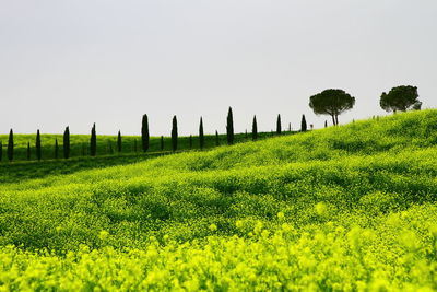 Scenic view of field against clear sky