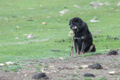 Black dog on field