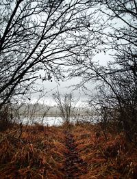 Bare trees on landscape