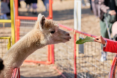 Alpacas in their pens at the farm fair exhibition