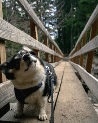 Dog shaking head on footbridge