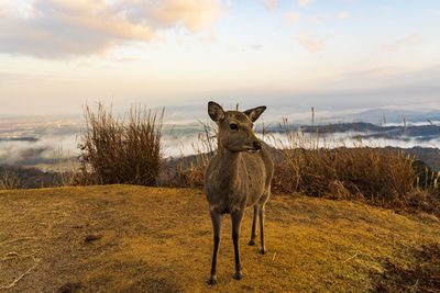 Sea of clouds and deer seen from mt. wakakusa, nara