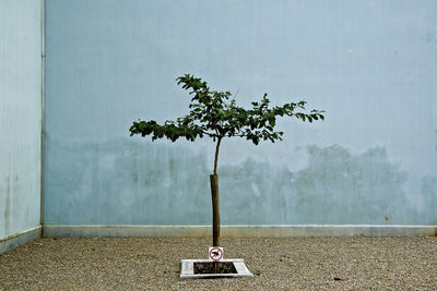 Plant on table against wall