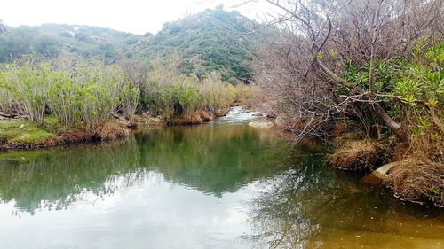 Reflection of trees in lake