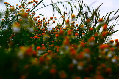 Close-up of flowering plants against orange sky