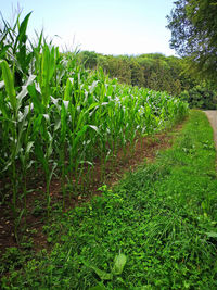 Plants growing on field