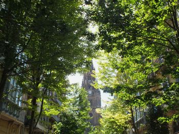 Low angle view of trees against sky in city