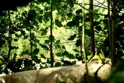 Close-up of tree