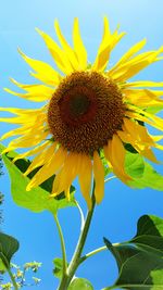 Close-up of sunflower