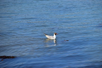 Duck swimming in lake