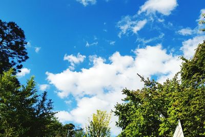 Low angle view of trees against blue sky