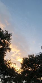 Low angle view of silhouette trees against sky during sunset