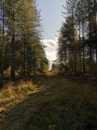 Road amidst trees in forest against sky