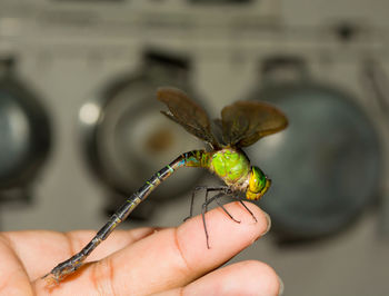 Close-up of hand holding insect