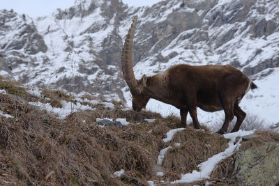 Deer standing on mountain