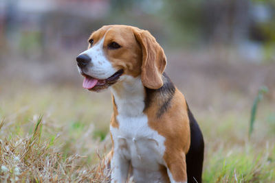 Dog looking away on field