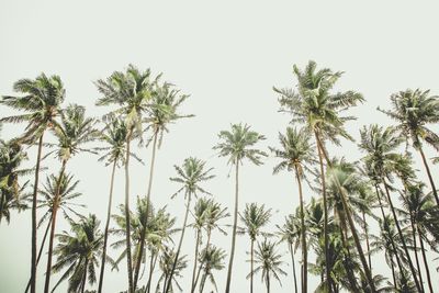 Low angle view of palm trees against sky