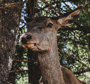 Close-up portrait of a deer