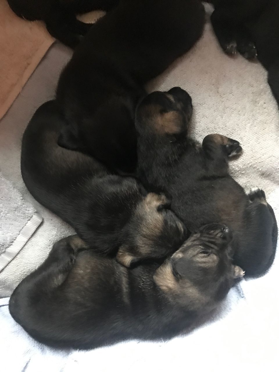 HIGH ANGLE VIEW OF PUPPY SLEEPING ON THE FLOOR