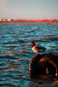 Bird swimming in sea