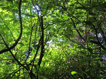 Low angle view of trees in forest