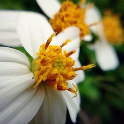 Close-up of white flower