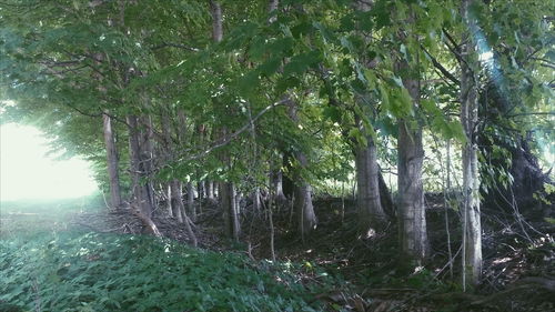 Trees in forest