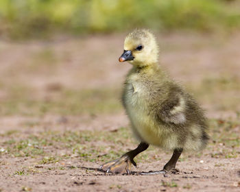 Wild yellow greylag gosling first steps