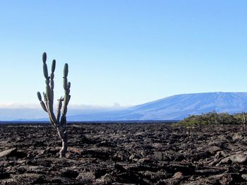 Plants in a desert