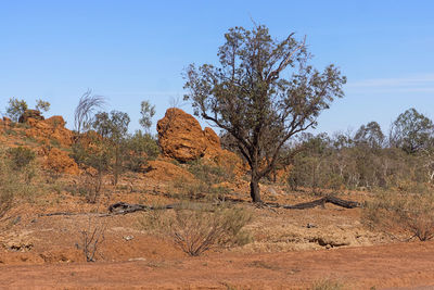 Dry red volcanic soil and gumtrees in the outback country near aramac, western queensland australia