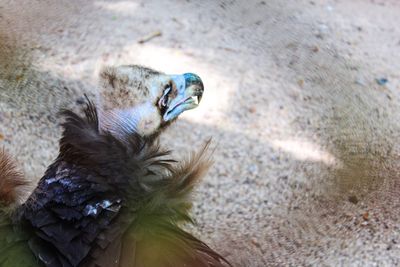 High angle view of bird on rock