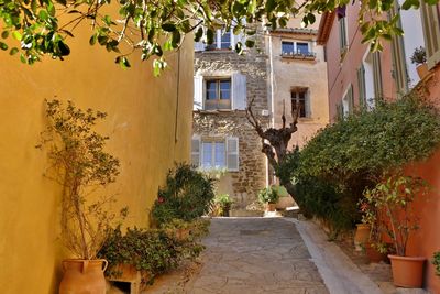 Potted plants against building